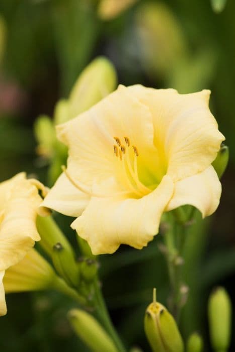 daylily 'Longfields Pearl'