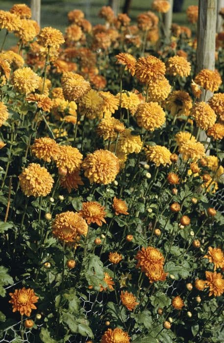 chrysanthemum 'Bronze Talbot Parade'