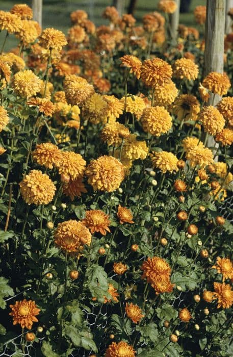 Chrysanthemum 'Bronze Talbot Parade'