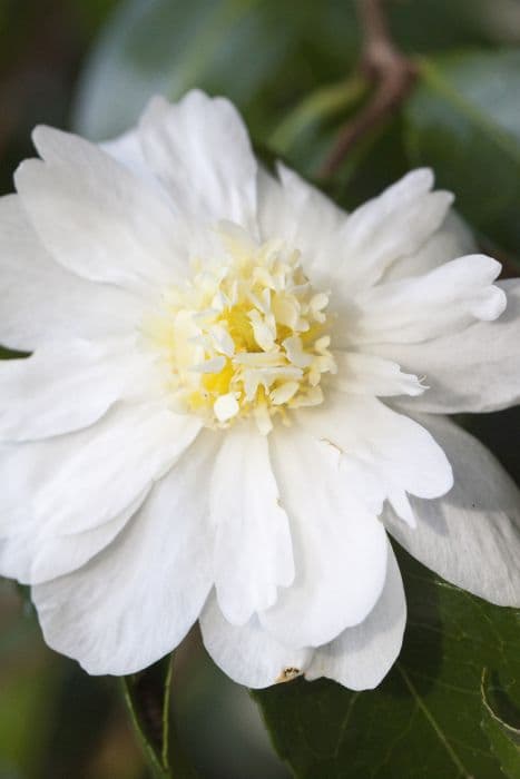 camellia 'Winter's Snowman'