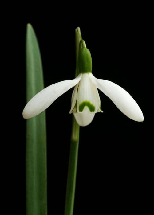 narrow-leaved snowdrop