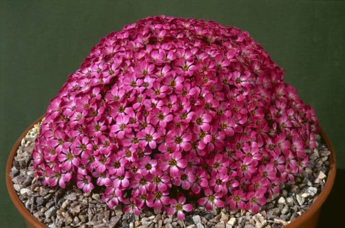 saxifrage 'Coolock Kate'