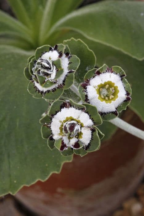 auricula 'Fiddler's Green'