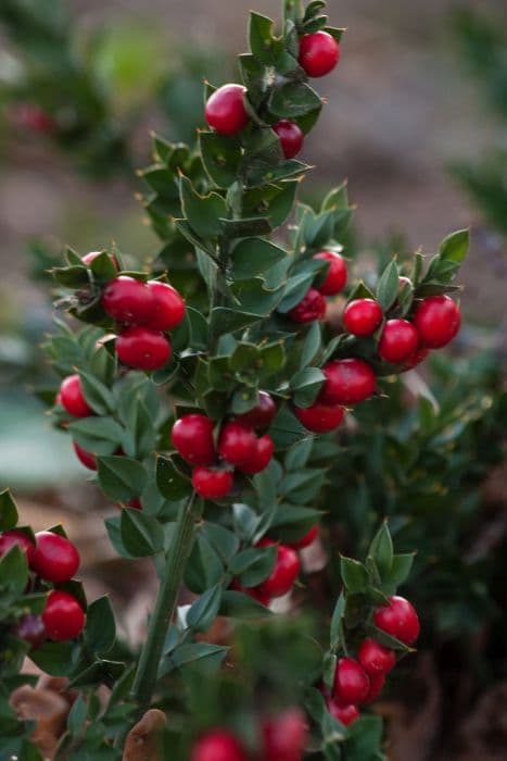 butcher's broom 'John Redmond'