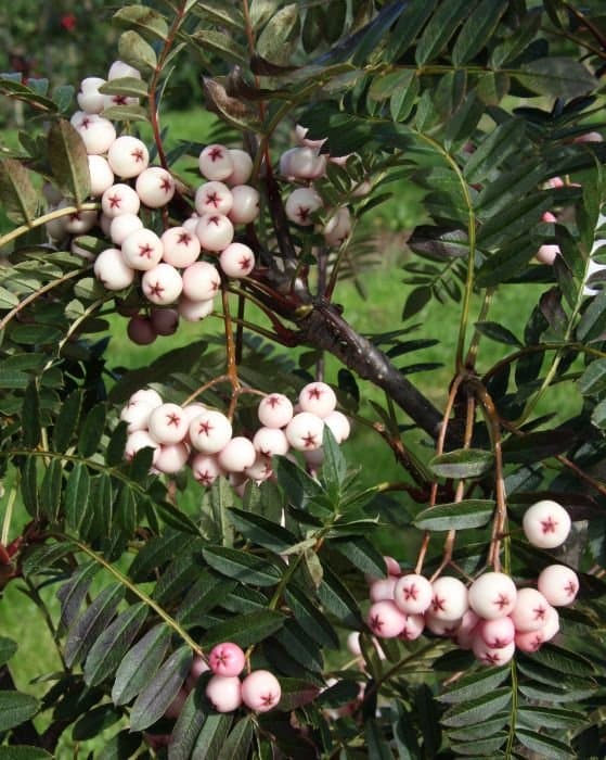 Sorbus bissetii 'Pearls'