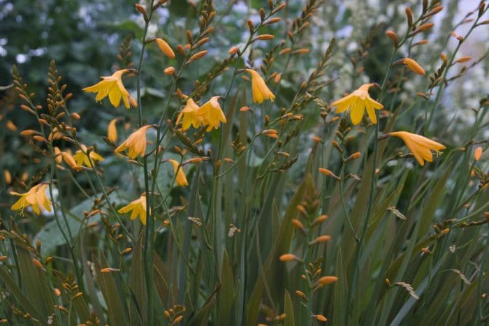 montbretia 'Coleton Fishacre'