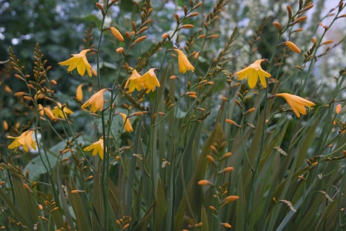 montbretia 'Coleton Fishacre'