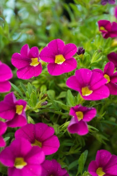 calibrachoa [Colibri Fuchsia]