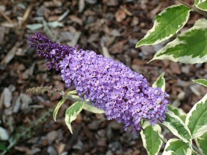 butterfly bush [Florence]