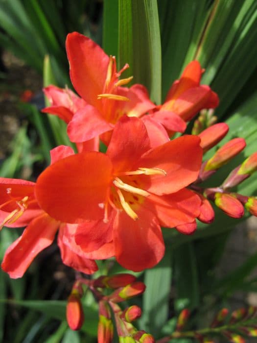 montbretia 'Limpopo'