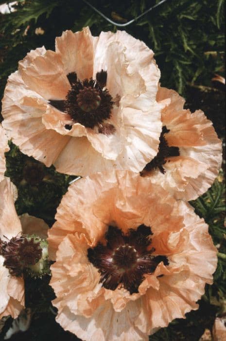 oriental poppy 'Khedive'