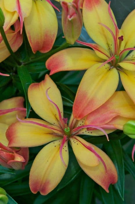 lily 'Delicate Joy'