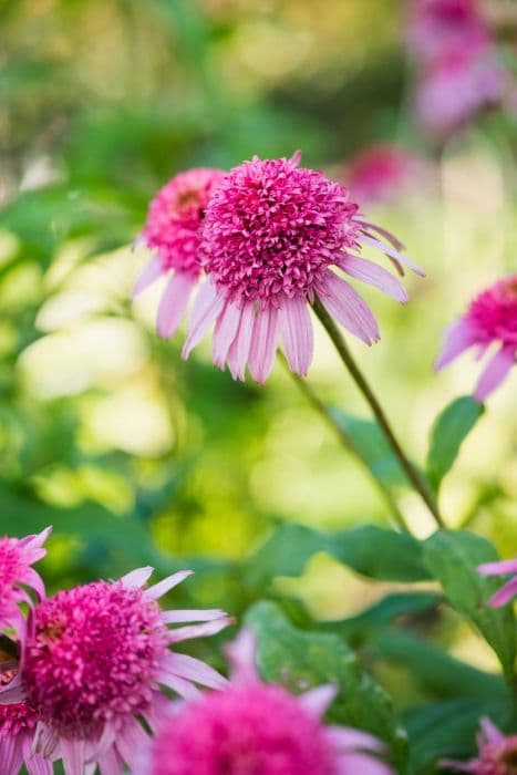 purple coneflower 'Pink Double Delight'