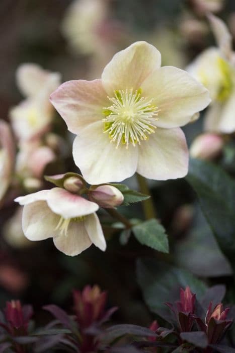 hellebore [HGC Merlin]