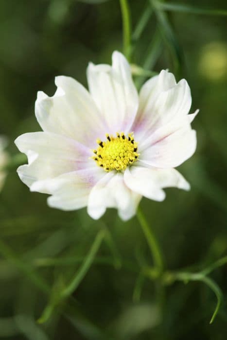 cosmea 'Lemonade'