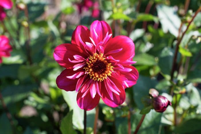 dahlia 'Hootenanny - Swan Island'