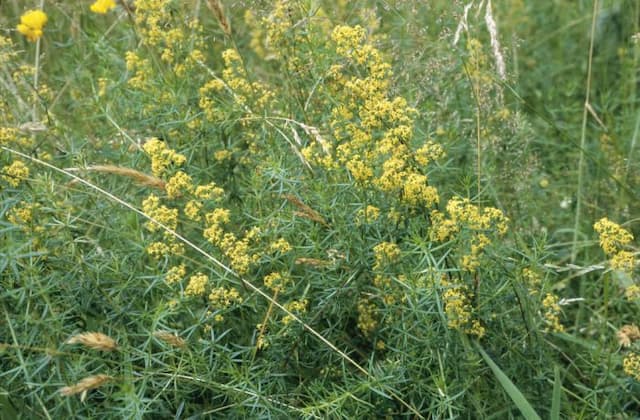 Lady's bedstraw