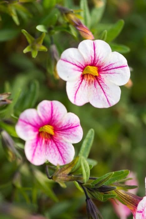 calibrachoa [Caloha Classic Honey White]