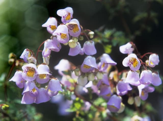 Violet teacup flower