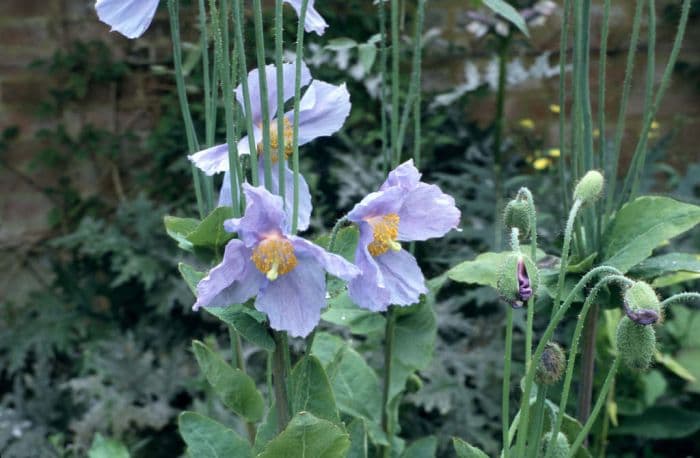 blue poppy