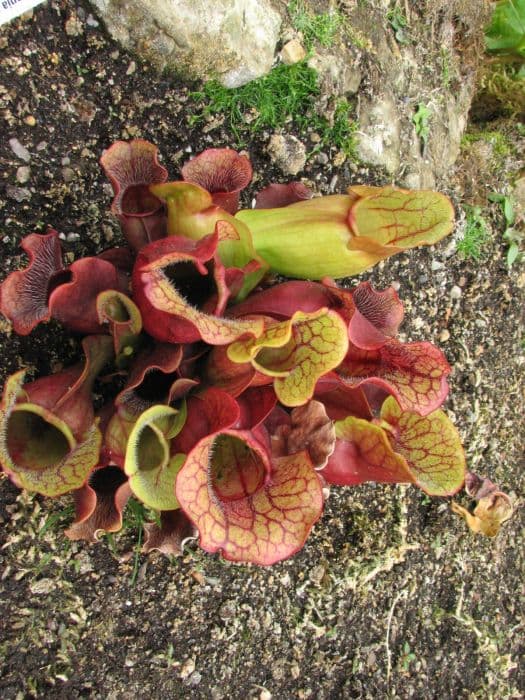 conspicuously veined pitcher plant