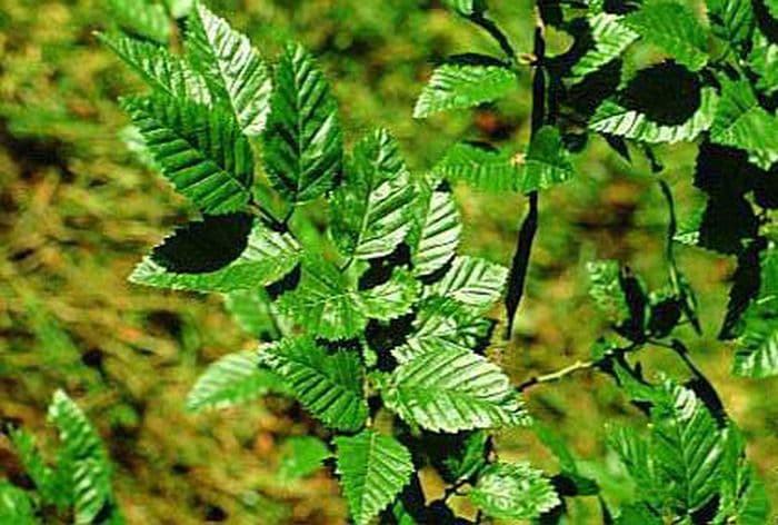 Turczaninow hornbeam