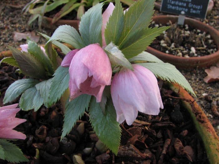 Tibetan hellebore