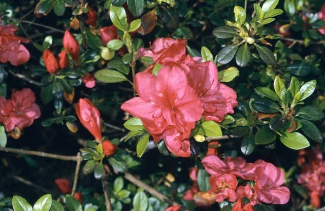 Rhododendron 'Mother's Day'