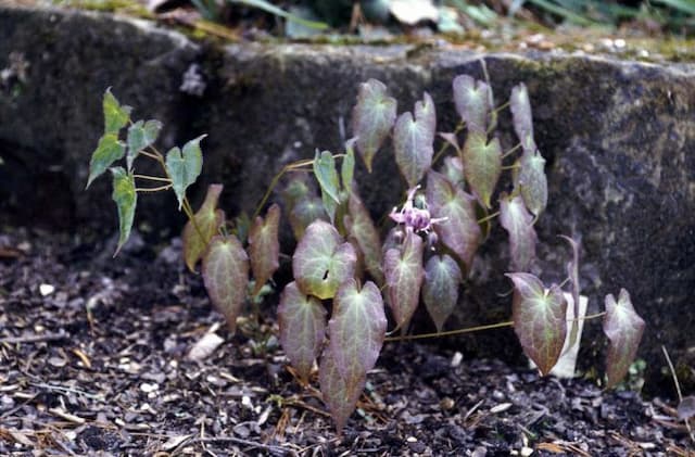 Large-flowered barrenwort
