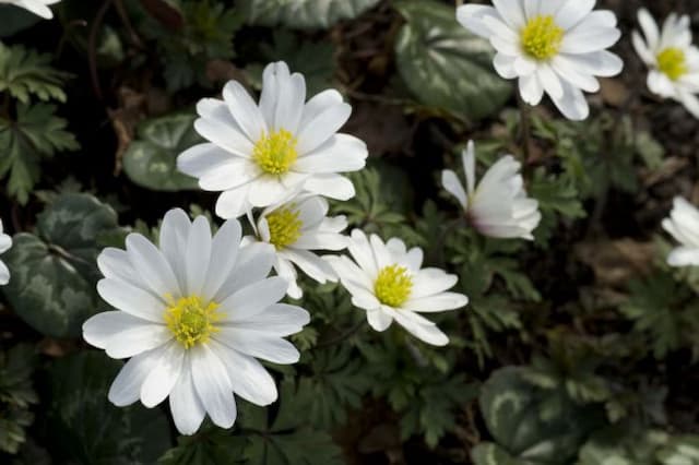 Winter windflower 'White Splendour'