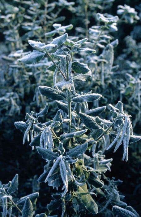 silk tassel bush