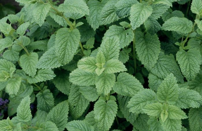 lemon balm