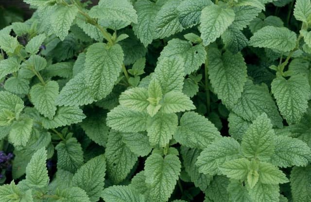 Lemon balm