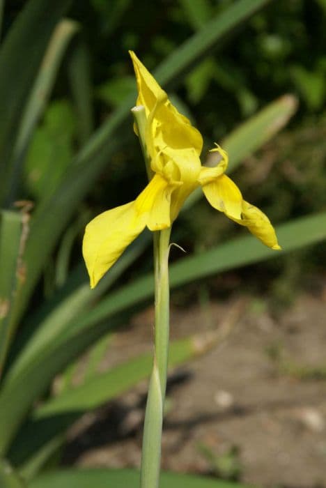 spathulate butterfly lily