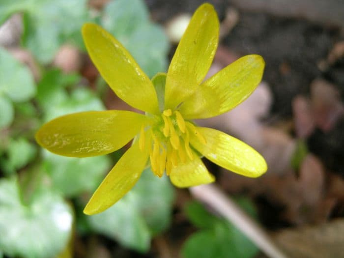 spring celandine