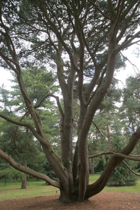 lodgepole pine