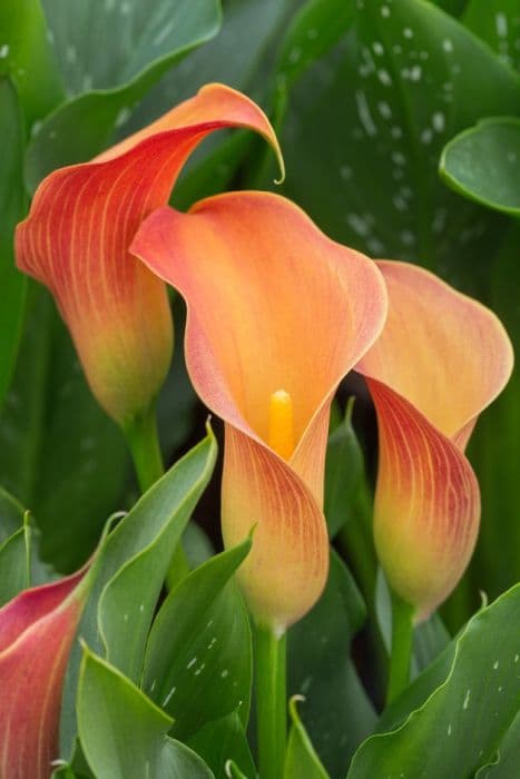 arum lily 'Qatar'