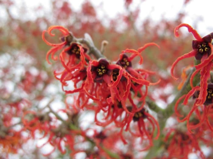 witch hazel 'Rubin'