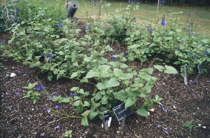 Guatemalan leaf sage