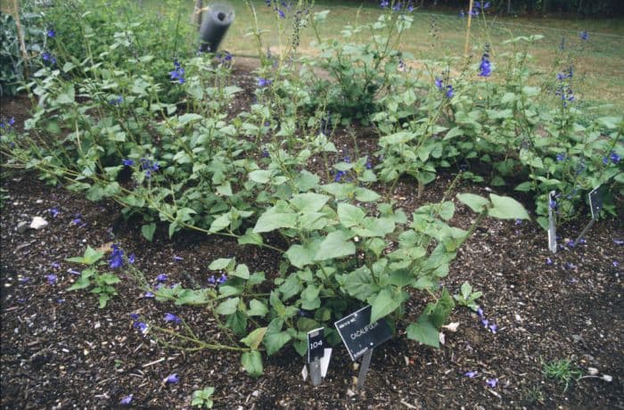 Guatemalan leaf sage