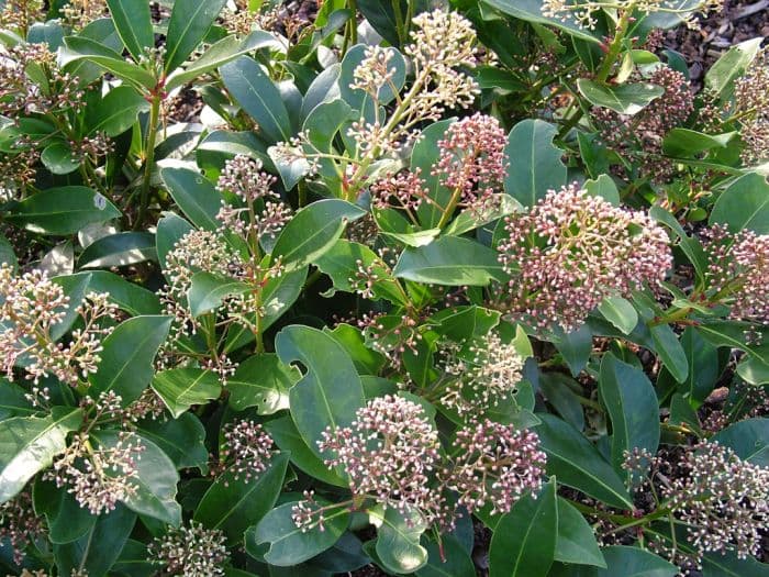 skimmia 'Fragrans'