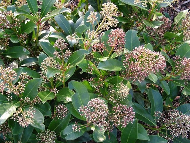 Skimmia 'Fragrans'