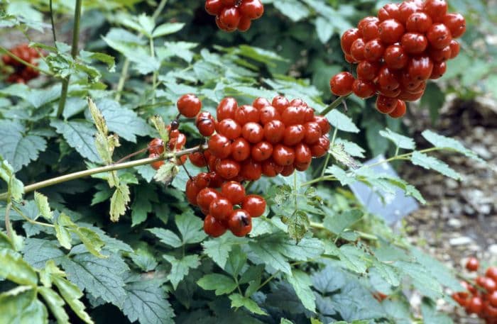 red baneberry