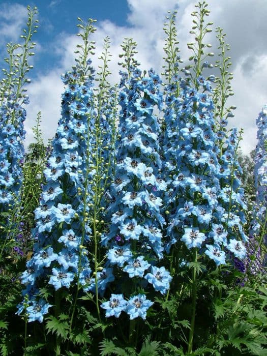 delphinium 'Langdon's Pandora'