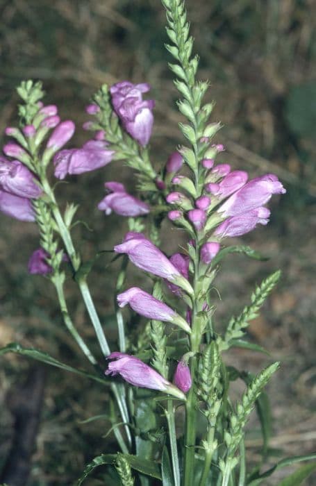 obedient plant 'Vivid'