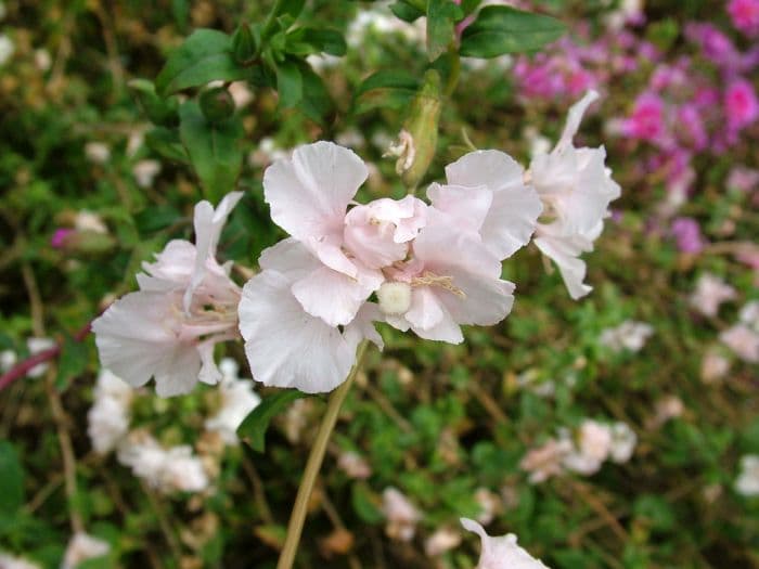 clarkia 'Appleblossom'