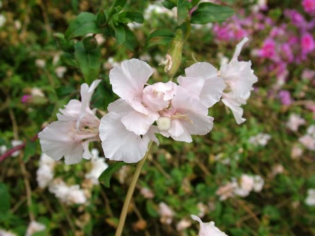 Clarkia 'Appleblossom'