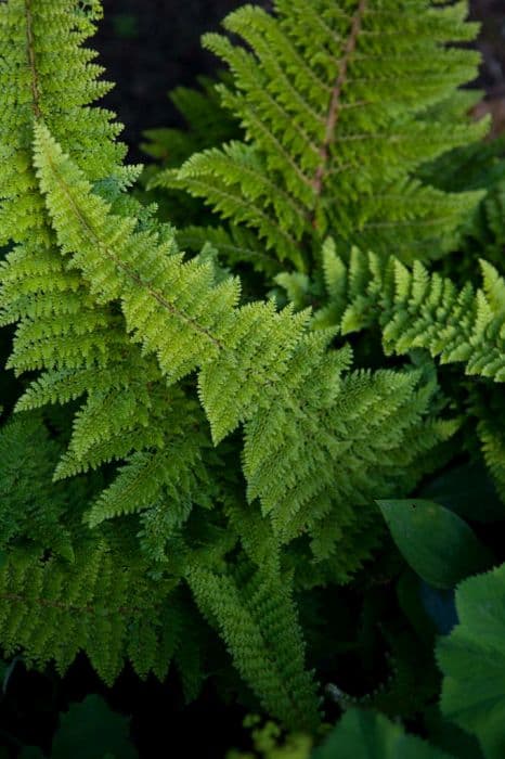 soft shield fern 'Divisilobum Densum'