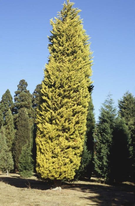 Monterey cypress 'Donard Gold'