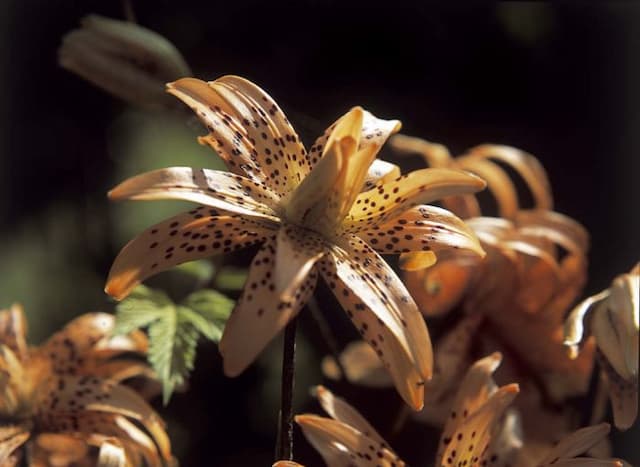 Double-flowered devil lily